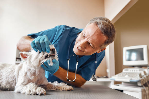 Best Emergency X-Rays and Diagnostics in Spencerport, NY